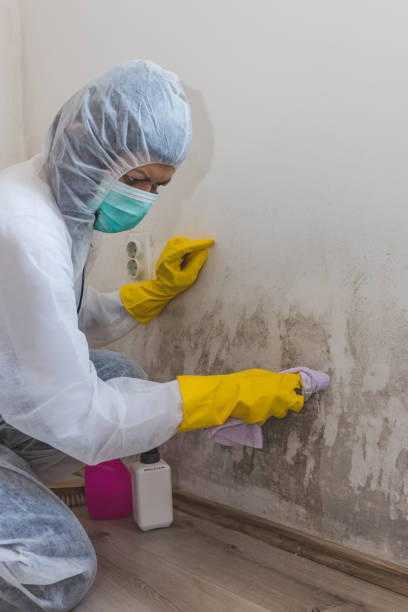 Best Mold Odor Removal Services  in Lynnwood, WA